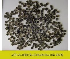 معرفی گیاهان - گل ختمی